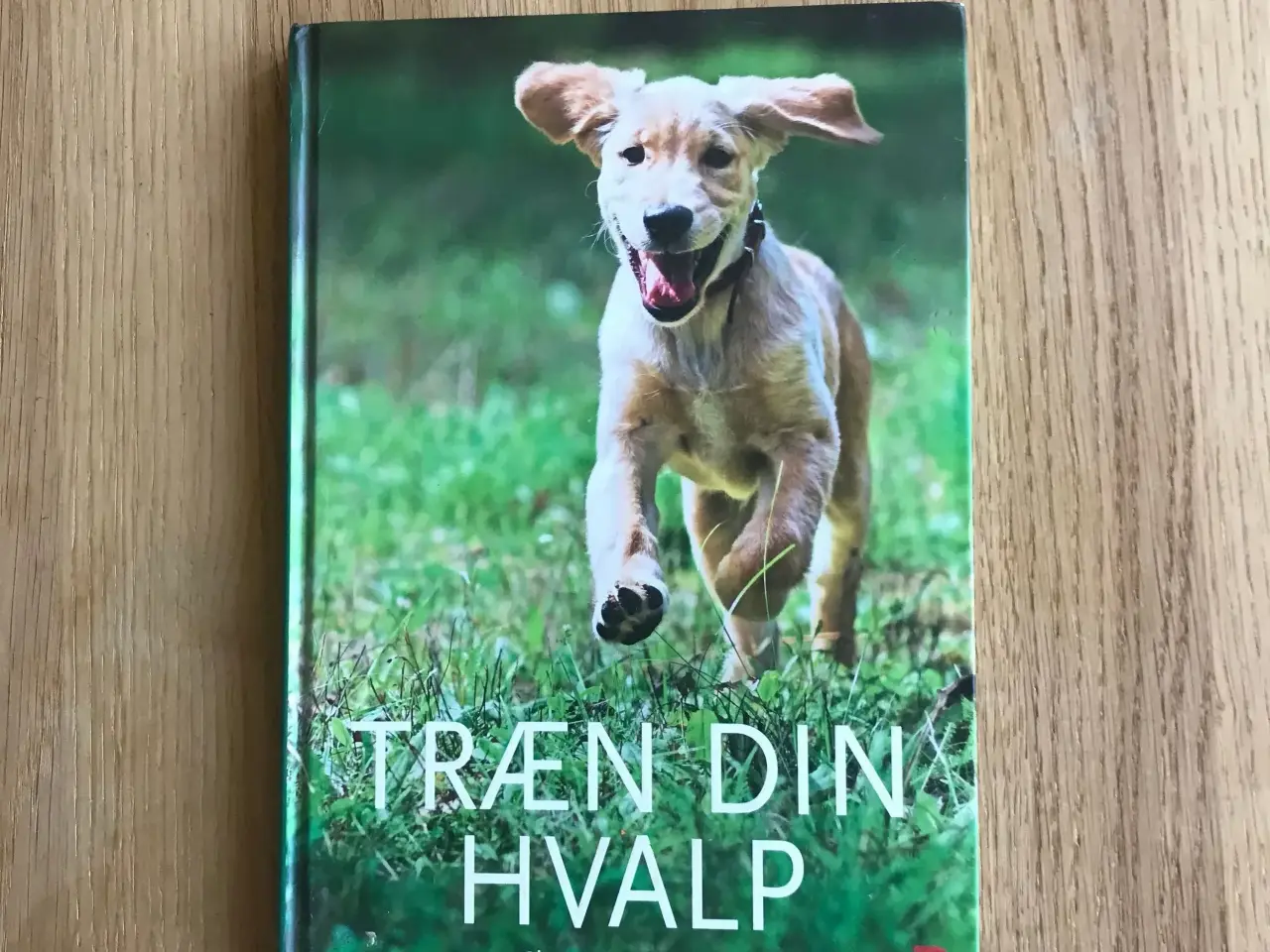 Billede 1 - Træn din Hvalp af Christina Ingerslev