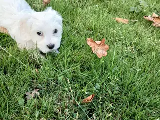 Bichon maltesse - 2