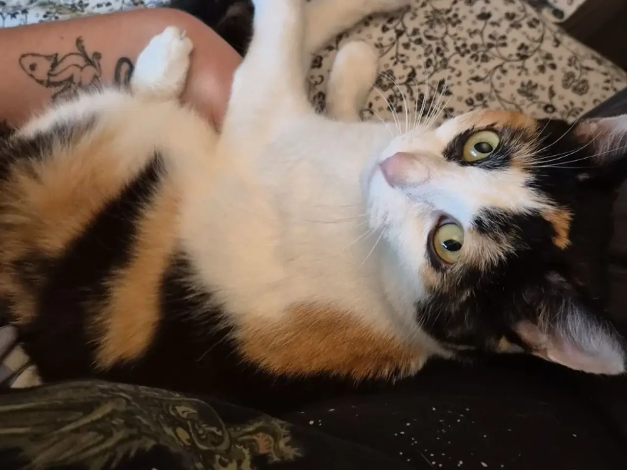 Billede 3 - Cats looking for new loving forever home