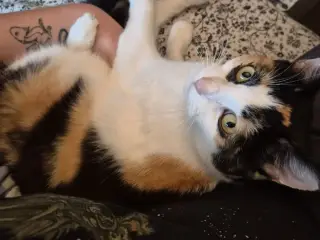 Cats looking for new loving forever home - 3