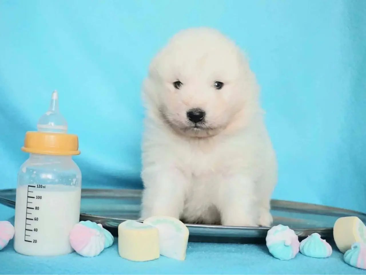 Billede 2 - Samojed-hvalpe fra anerkendt FCI-kennel 