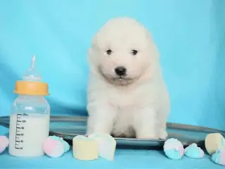 Samojed-hvalpe fra anerkendt FCI-kennel - 2