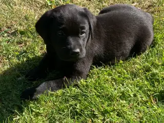 Super søde labradorhvalpe.