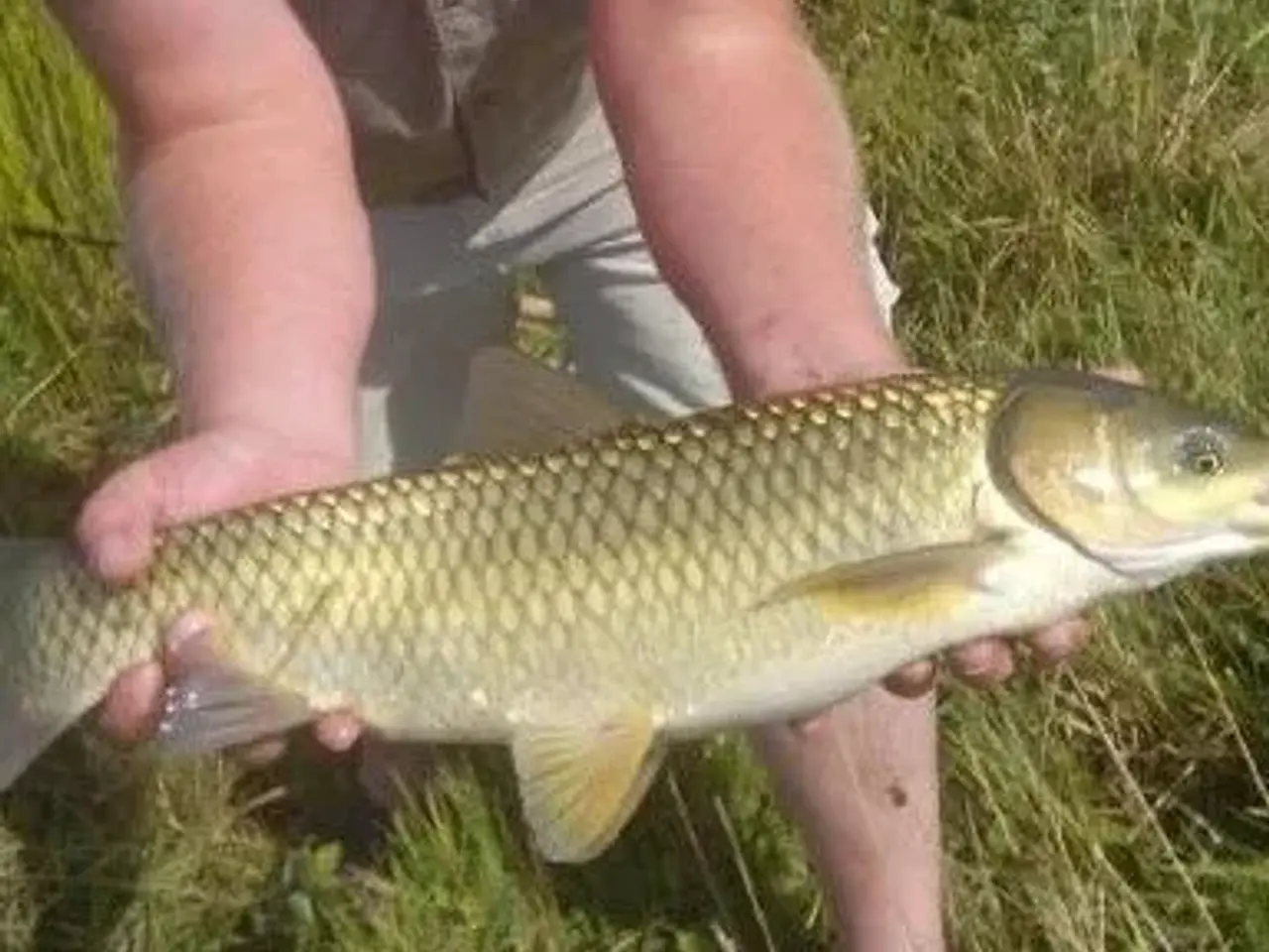 Billede 4 - Fisk