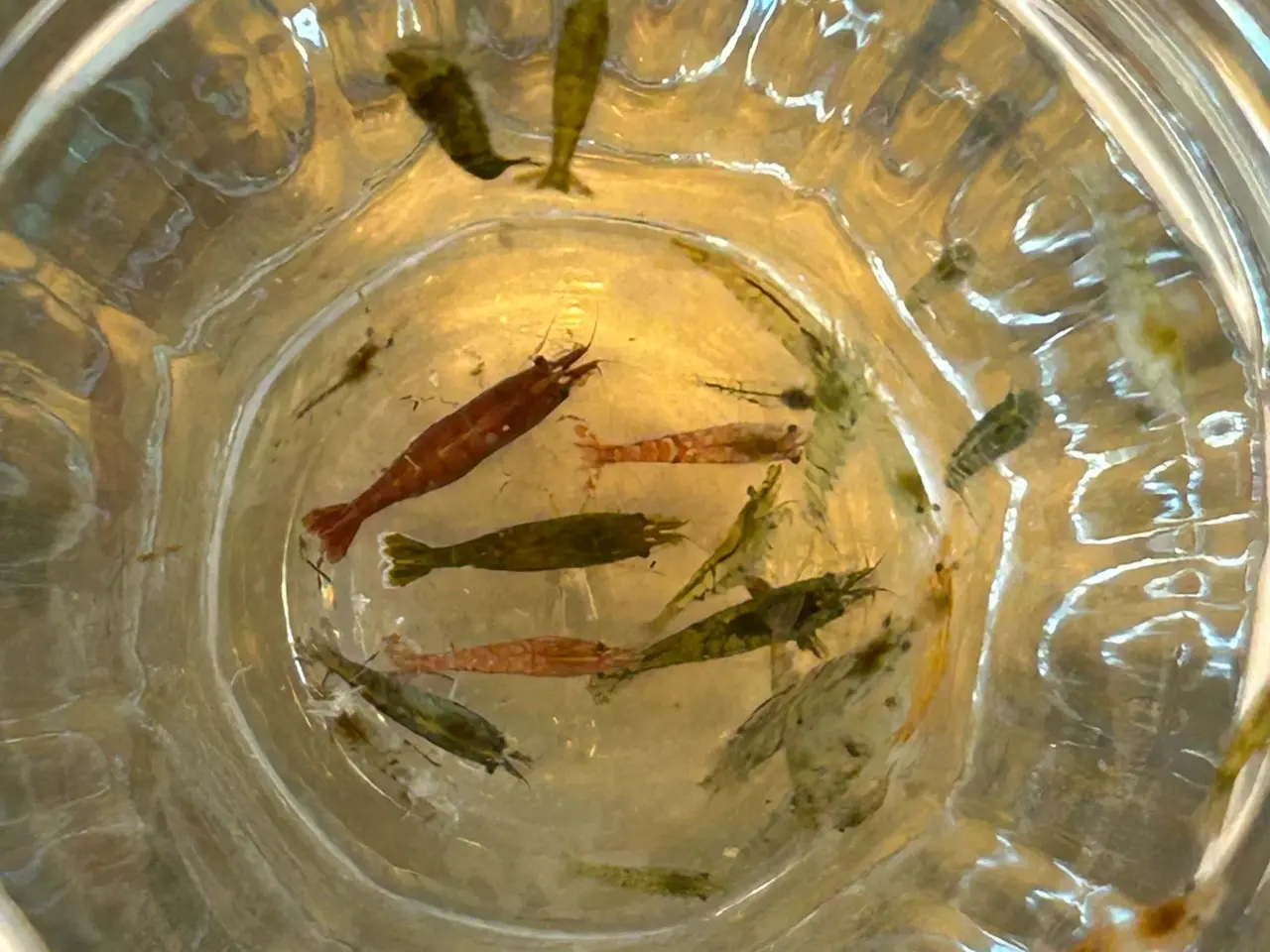 Billede 2 -  🦐 Neocaridina rejer – blandede 5stk | GLS