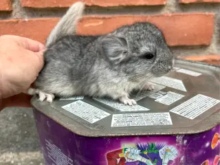 HUN ebony chinchilla 