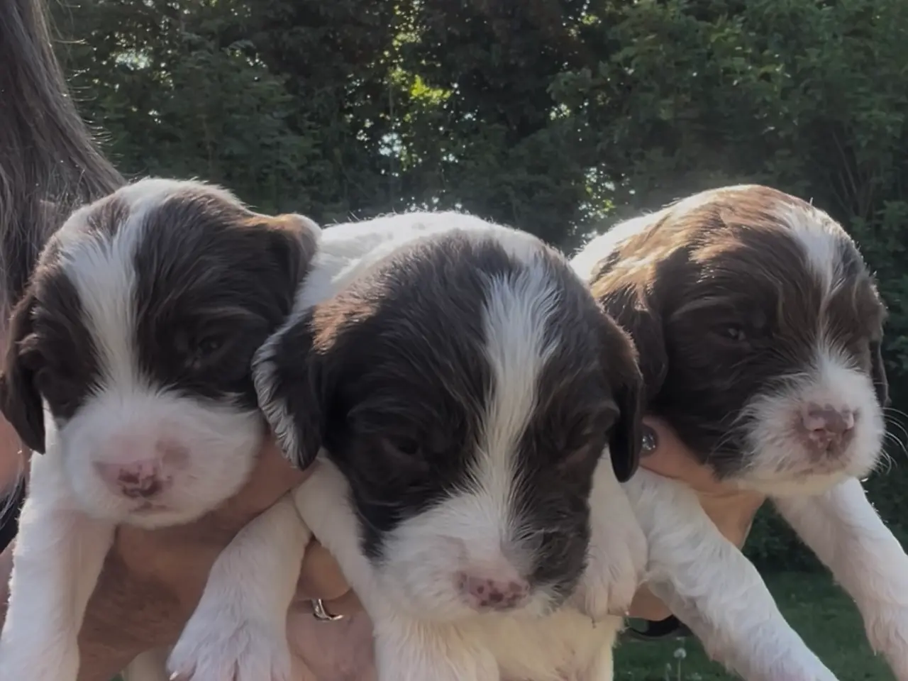 Billede 3 - Ft Engelsk Springer Spaniel hvalpe, drenge & piger