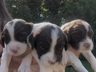 Ft Engelsk Springer Spaniel hvalpe, drenge & piger