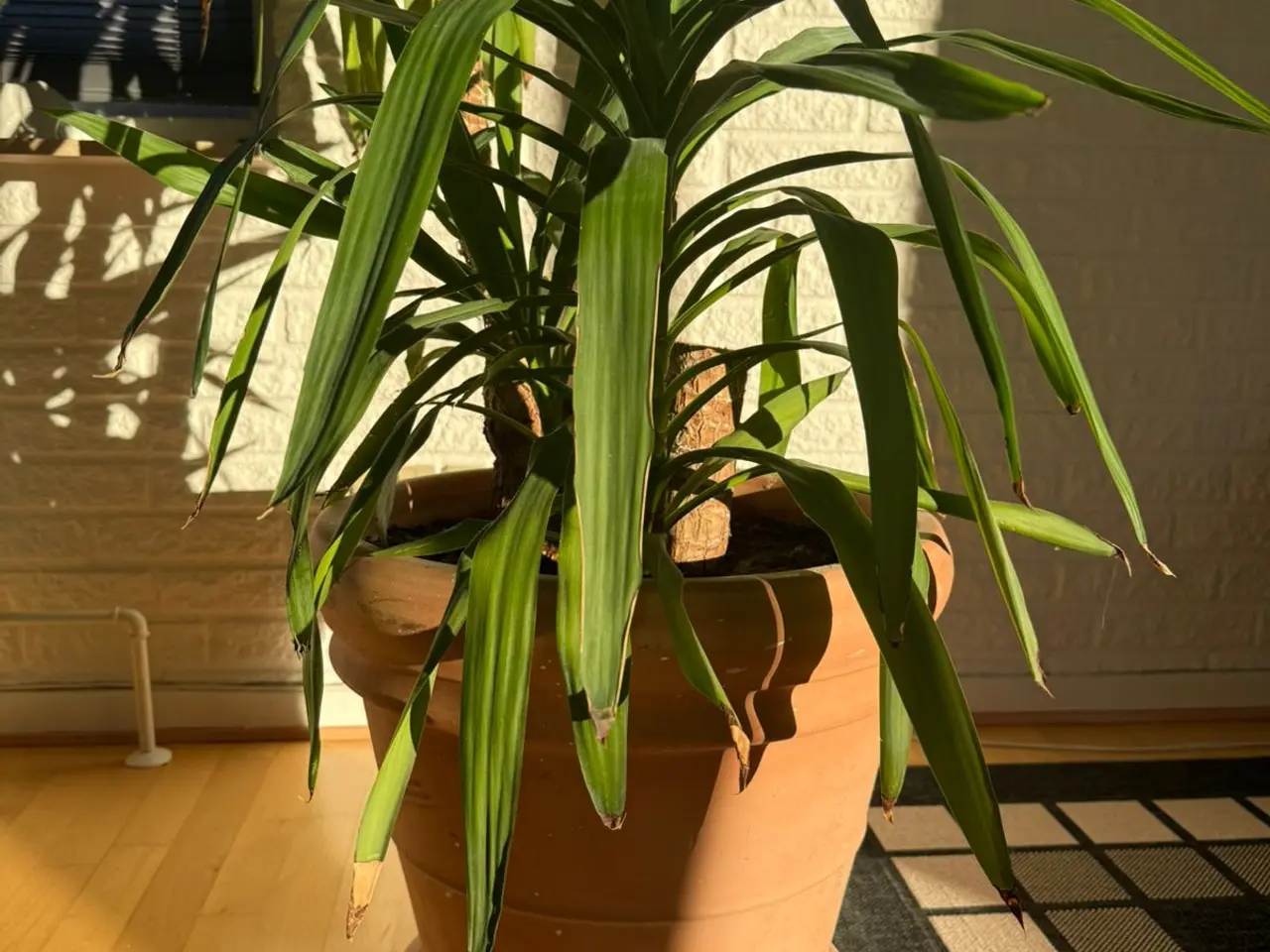 Billede 2 - Yucca Palme 230 cm