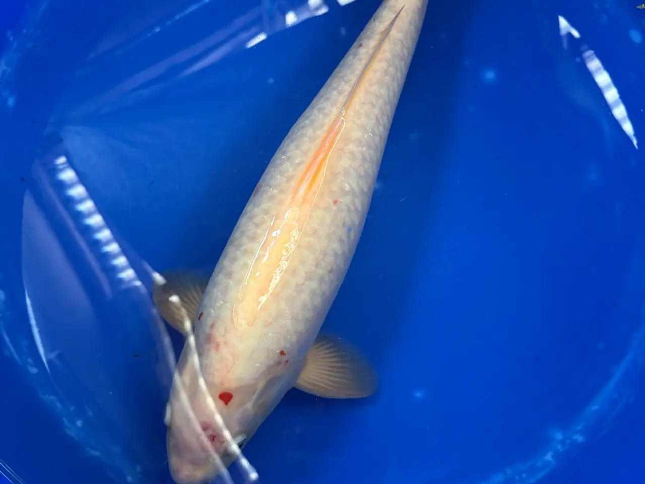 Billede 1 - Koi