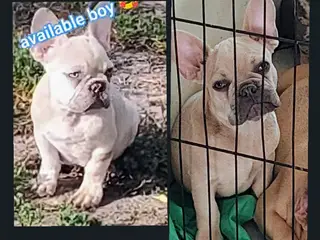 2 Franske bulldog hvalpe.