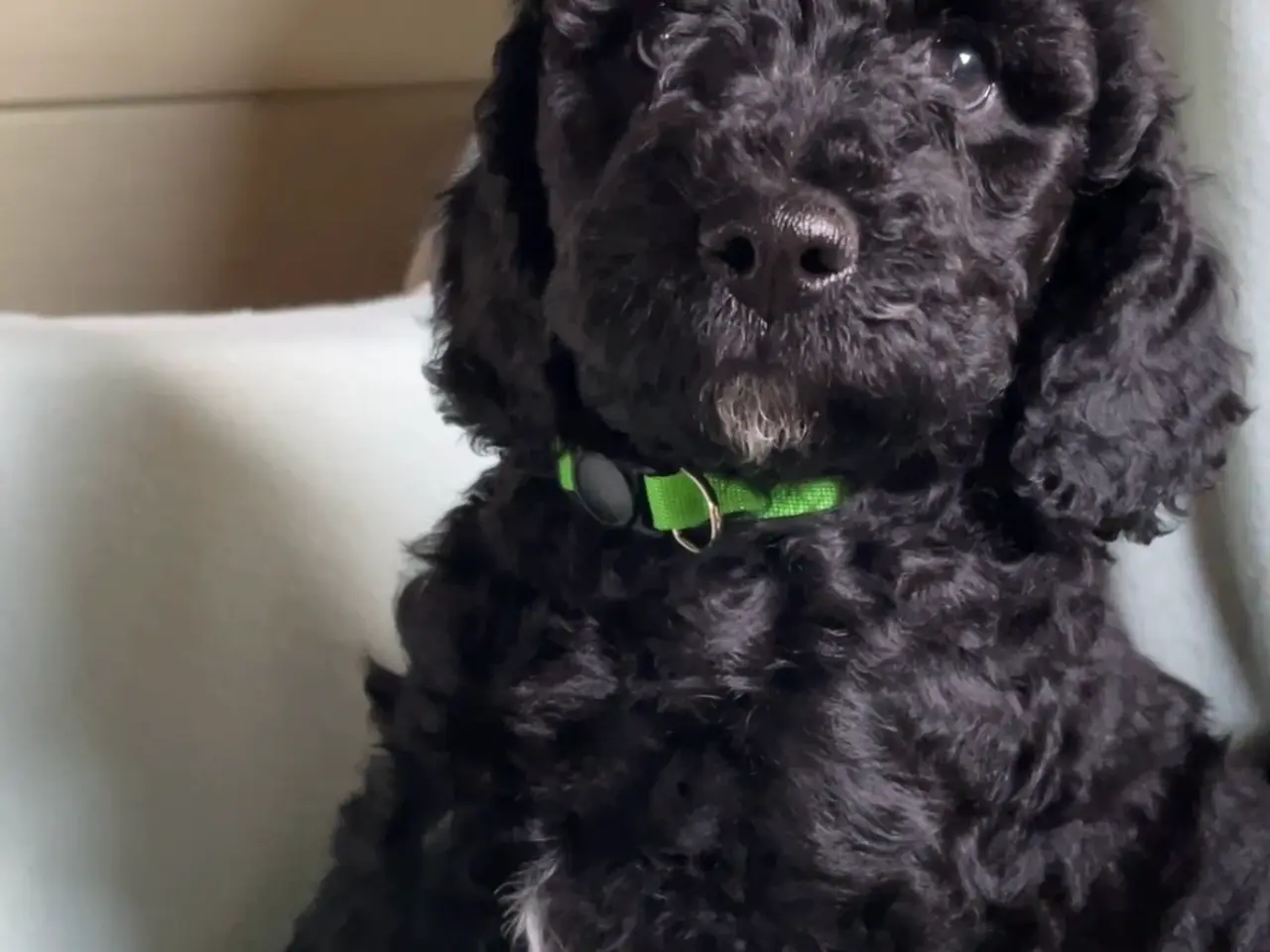 Billede 3 - Hundehvalpe Cavapoo /stor puddel
