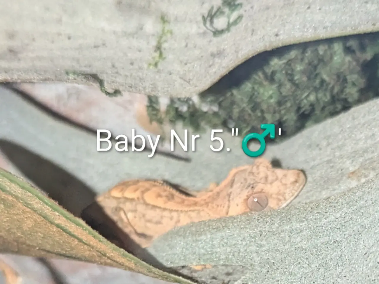 Billede 15 - 3 Kronegekko babyer sælges