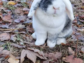 TYSK Afkomsattest 🌸