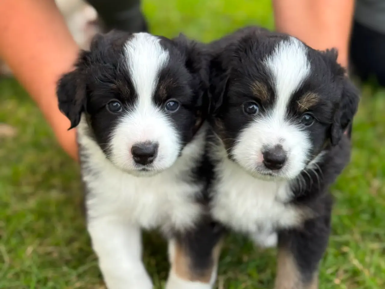 Billede 6 - Miniature American Shepherd hvalpe