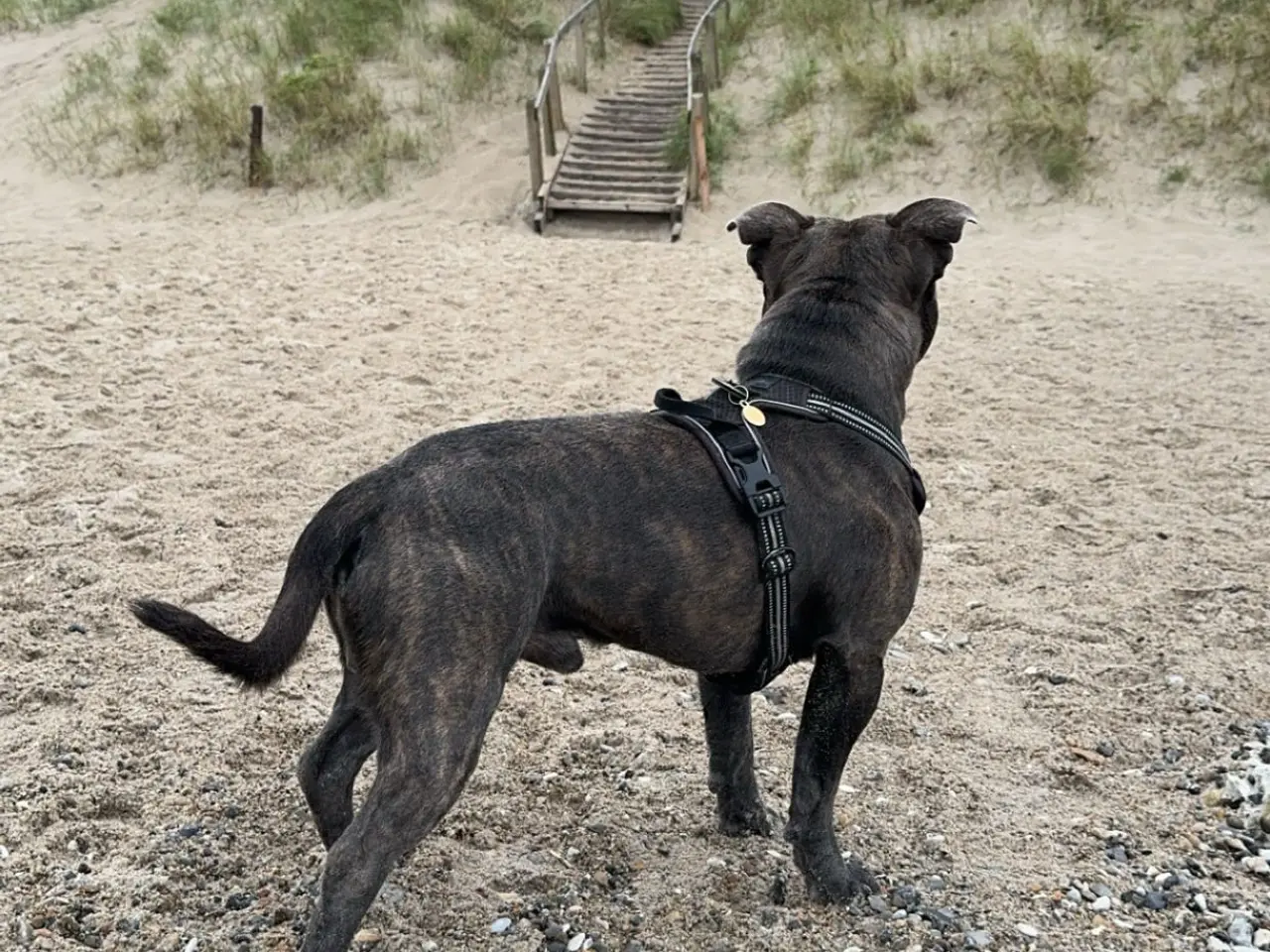 Billede 4 - Kun til parring - staffordshire bullterrier
