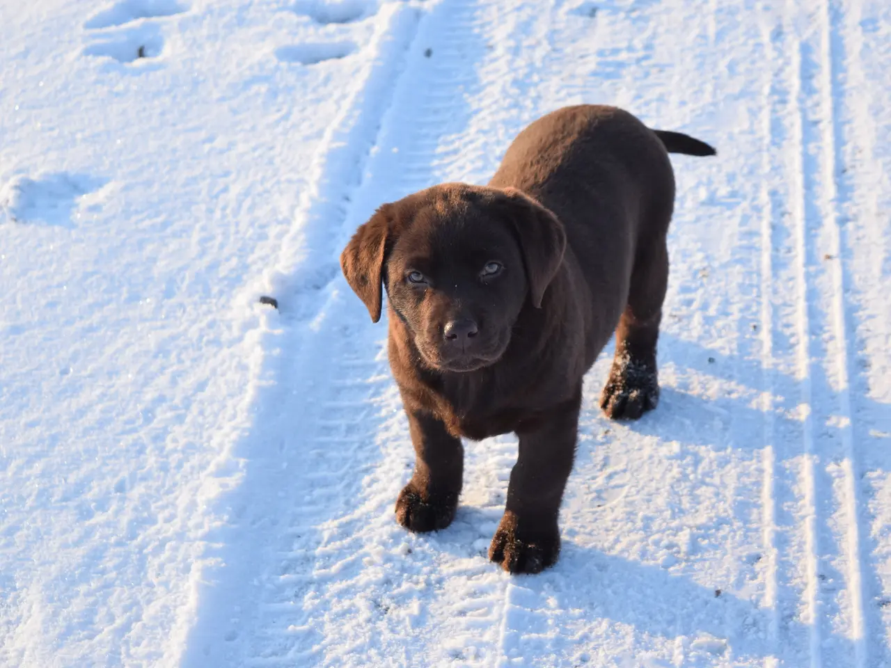 Billede 6 - Brune Labrador-hvalpe med DKK-stamtavle 🐶