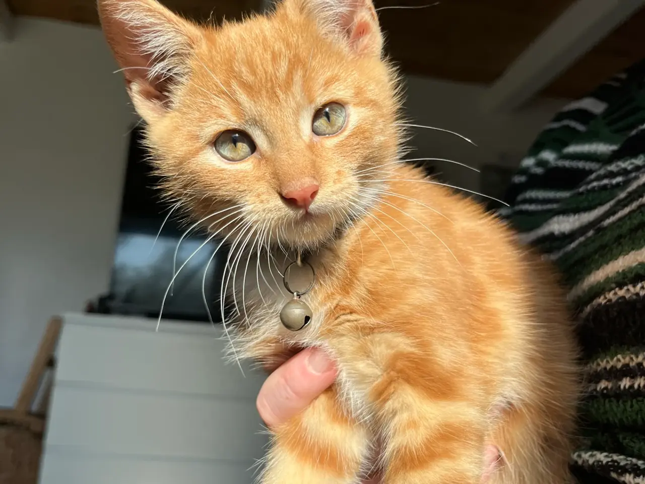 Billede 2 - Maine Coon blandinger 