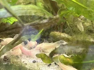 🐟 Albino pansermaller – 3-4 cm Premium | Viby J