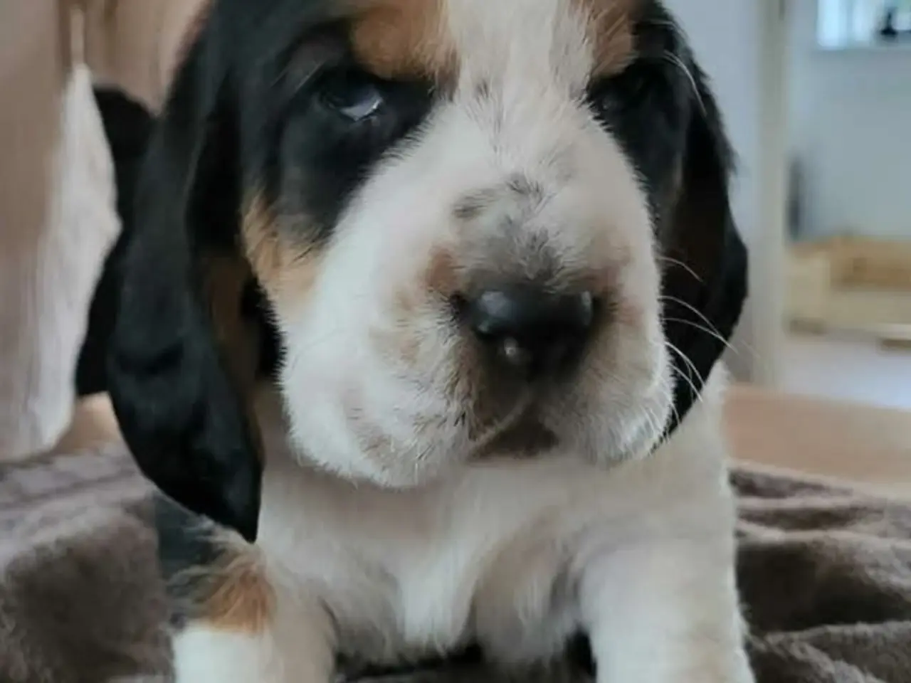 Billede 4 - Dejlige basset hounds