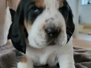 Dejlige basset hounds - 4
