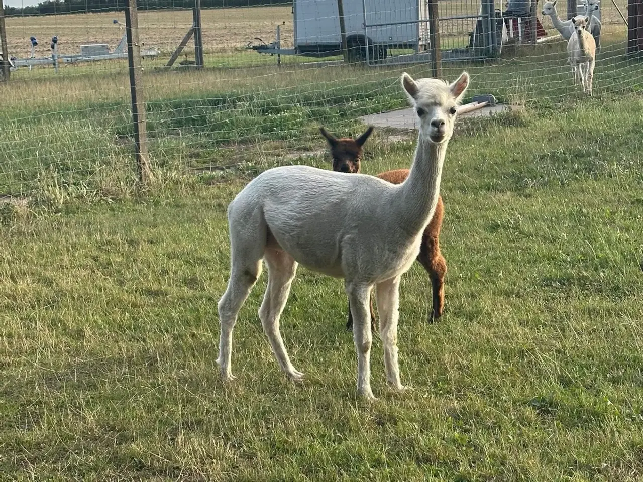 Billede 6 - Alpaca hopper 