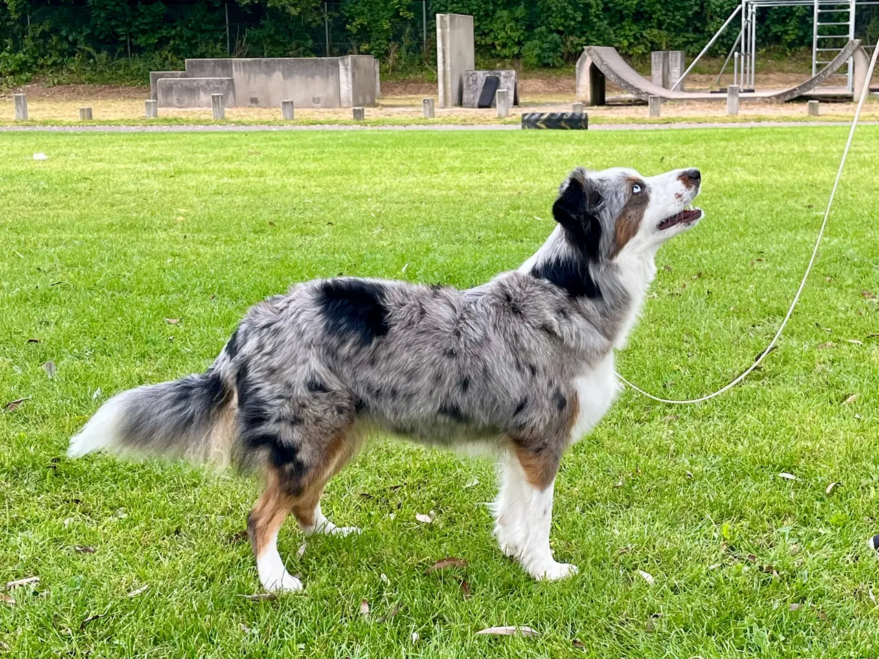 Billede 7 - Miniature American Shepherd hvalpe 