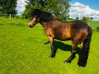 3 årig skøn vallak. Exmorepony. 