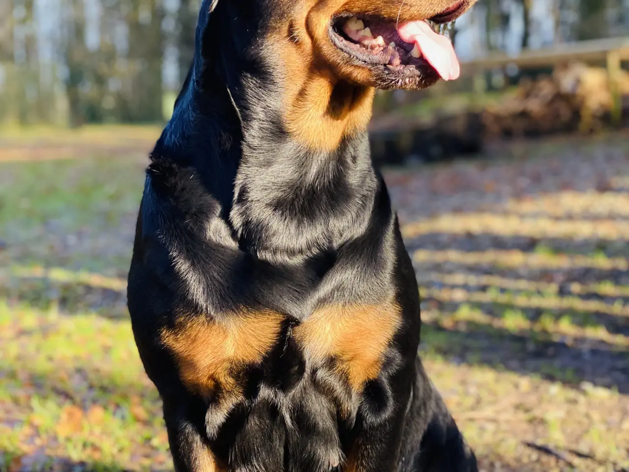 Billede 2 - Rottweiler hvalpe 🐶