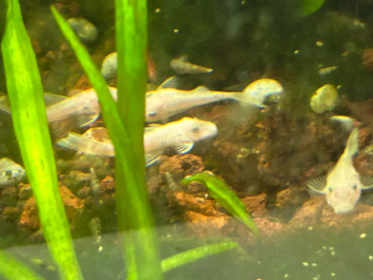 Billede 6 - ❄️🐟 Snow White Ancistrus – flotte hvide maller