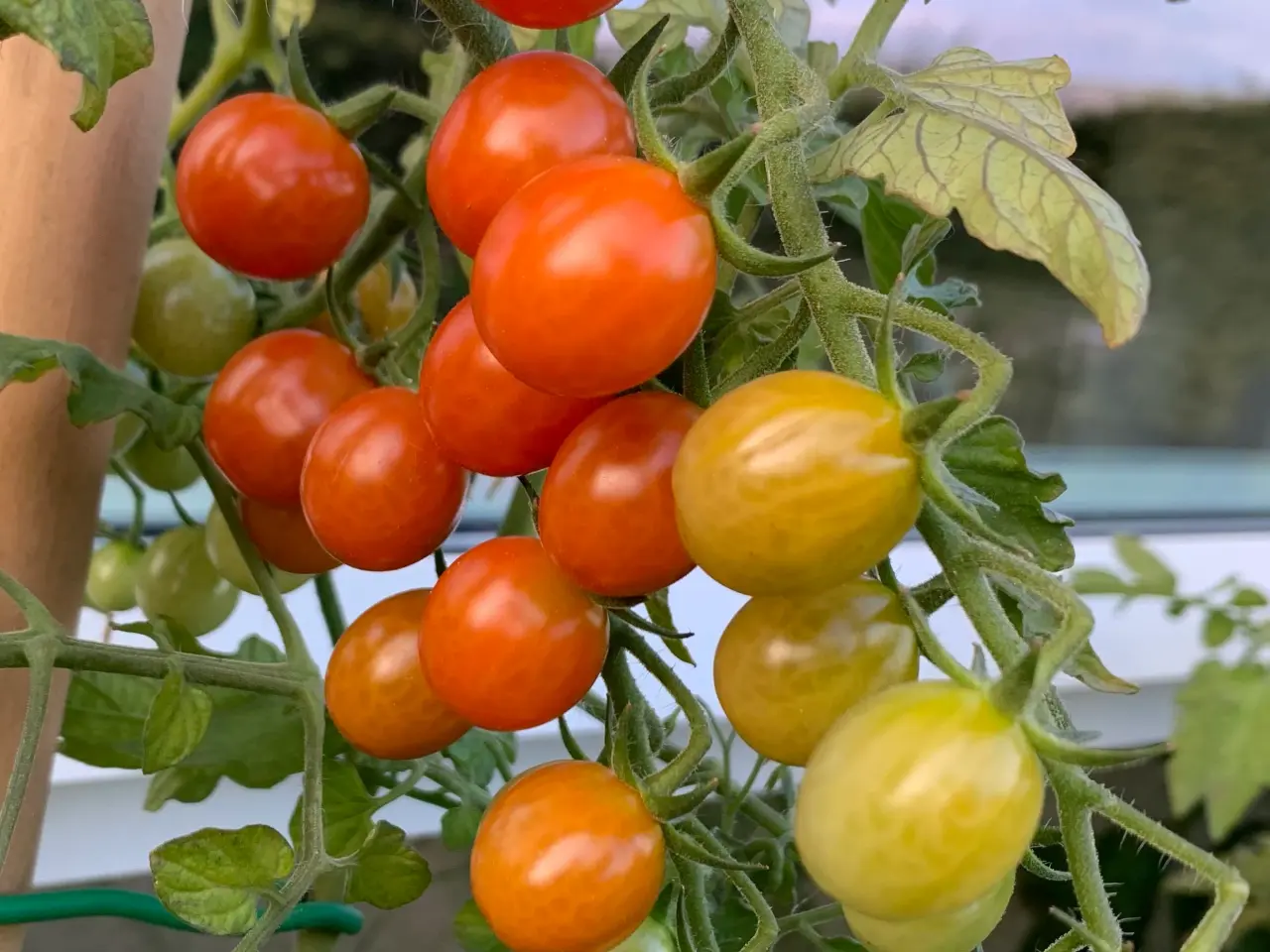Billede 17 - Sunde frø af STORE tomater 🍅