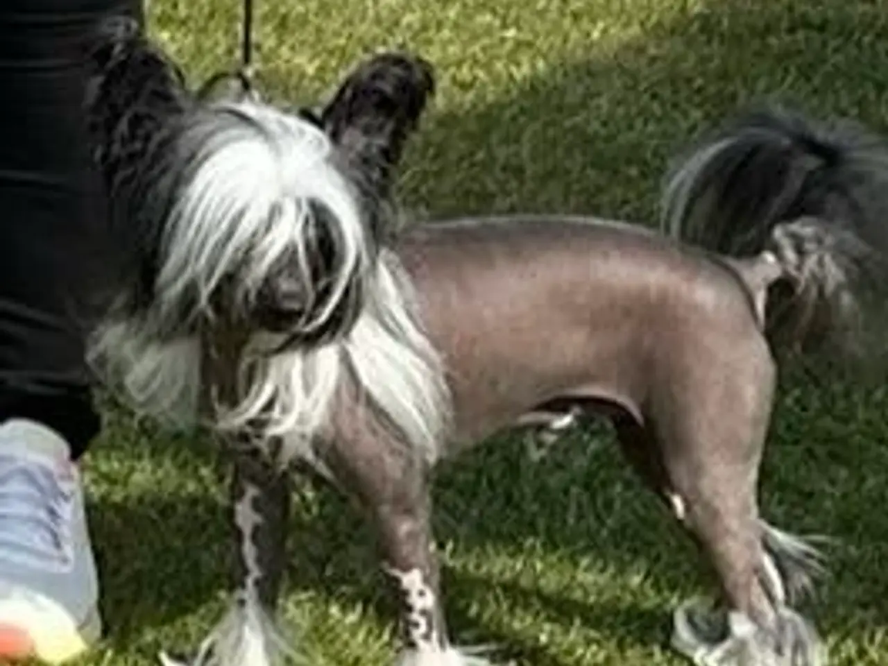Billede 12 - Chinese crested/Kinesisk hårløs, allergivenlige