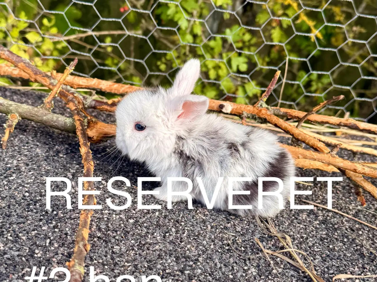 Billede 6 - Mini Lop kaninunger