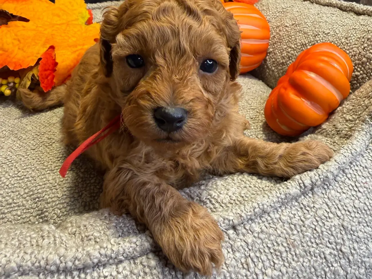 Billede 12 - 🐾✨ Skønne Mini  Maltipoo hvalpe 