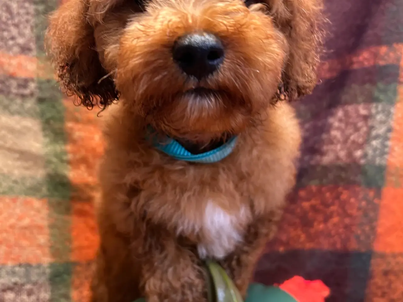 Billede 8 - 🐾maltipoo miniature September 🐾