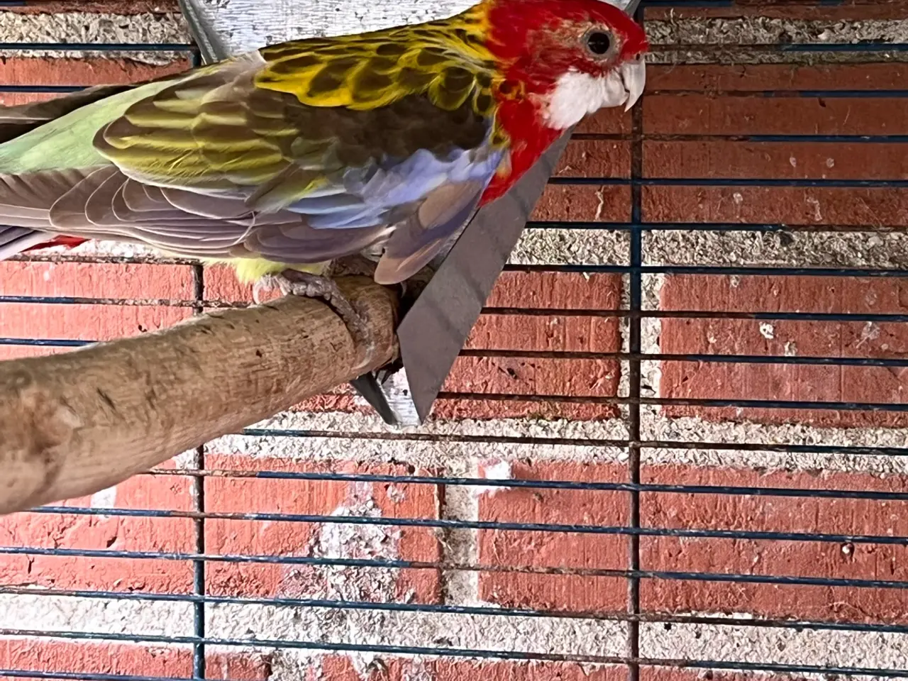 Billede 1 - 0.1 Rosella