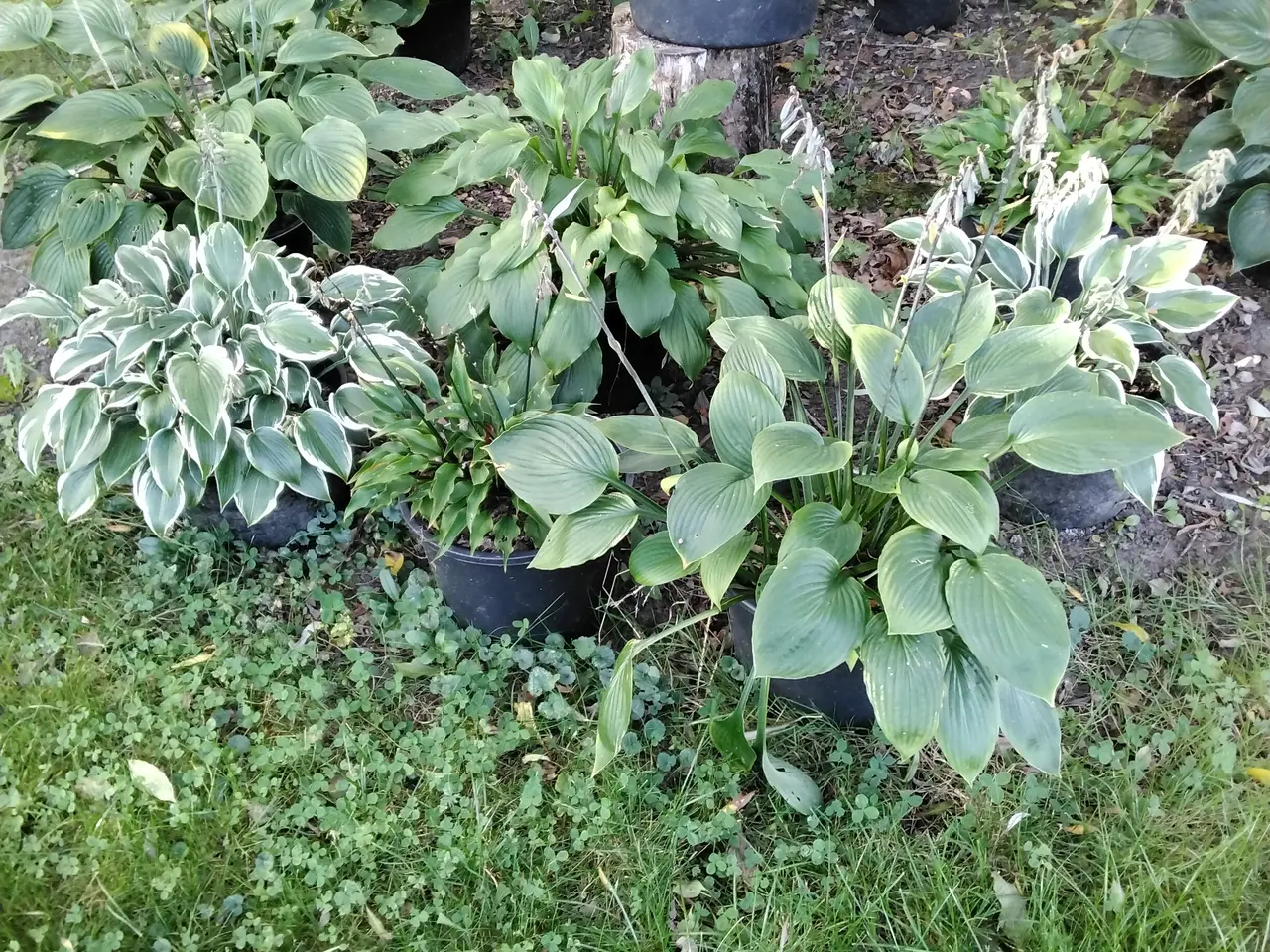 Billede 7 - Store Hosta. Nå dit hosta bed skal se ud af noget