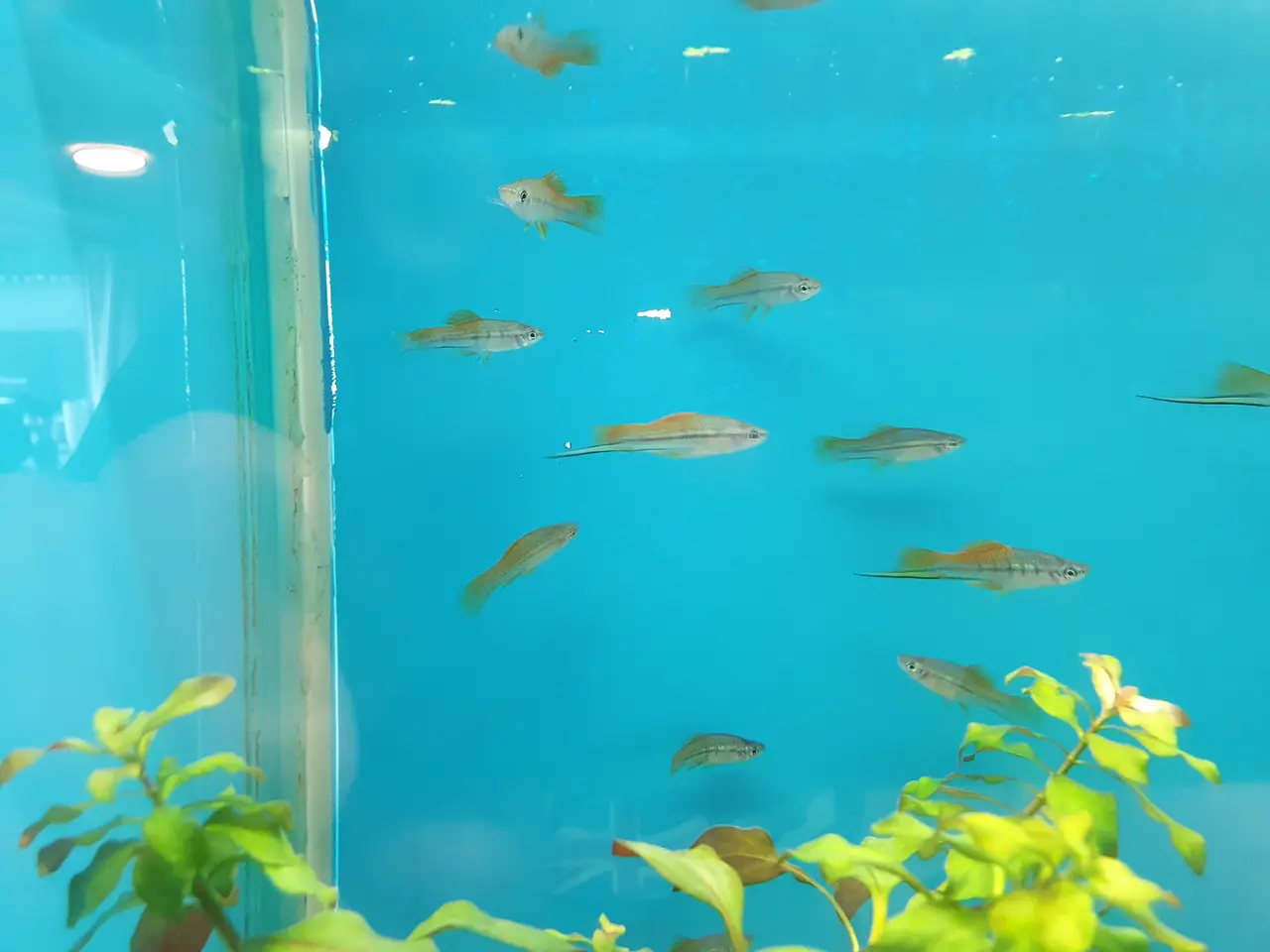 Billede 3 - 🧡🐟 MARIGOLD SVÆRDDRAGER TIL SALG 🐟🧡