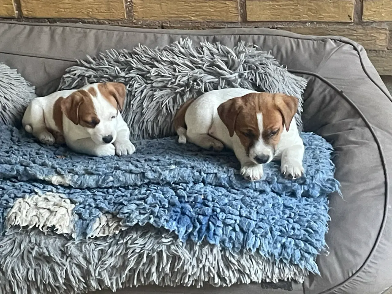 Billede 10 - Jack Russell hvalp - DKK stamtavle - snart 8 uger