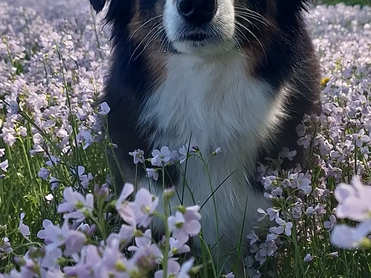 Billede 8 - Miniature American Shepherd hvalpe