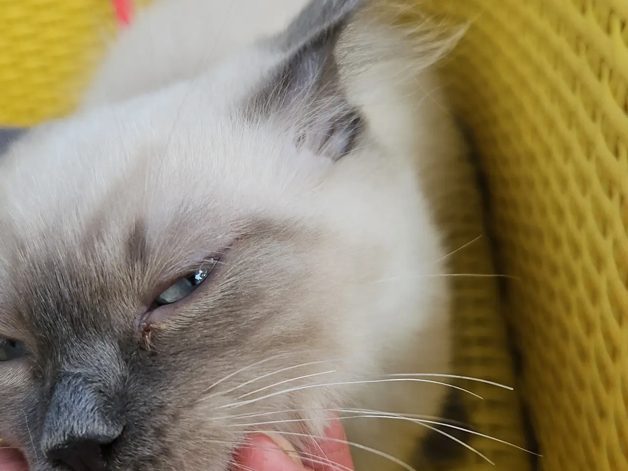 Billede 9 - Killinger Ragdoll / Hellig Birma.