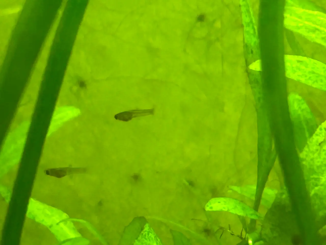 Billede 2 - 🟠🐟 Endler Guppy Unger – 5 for 30 kr