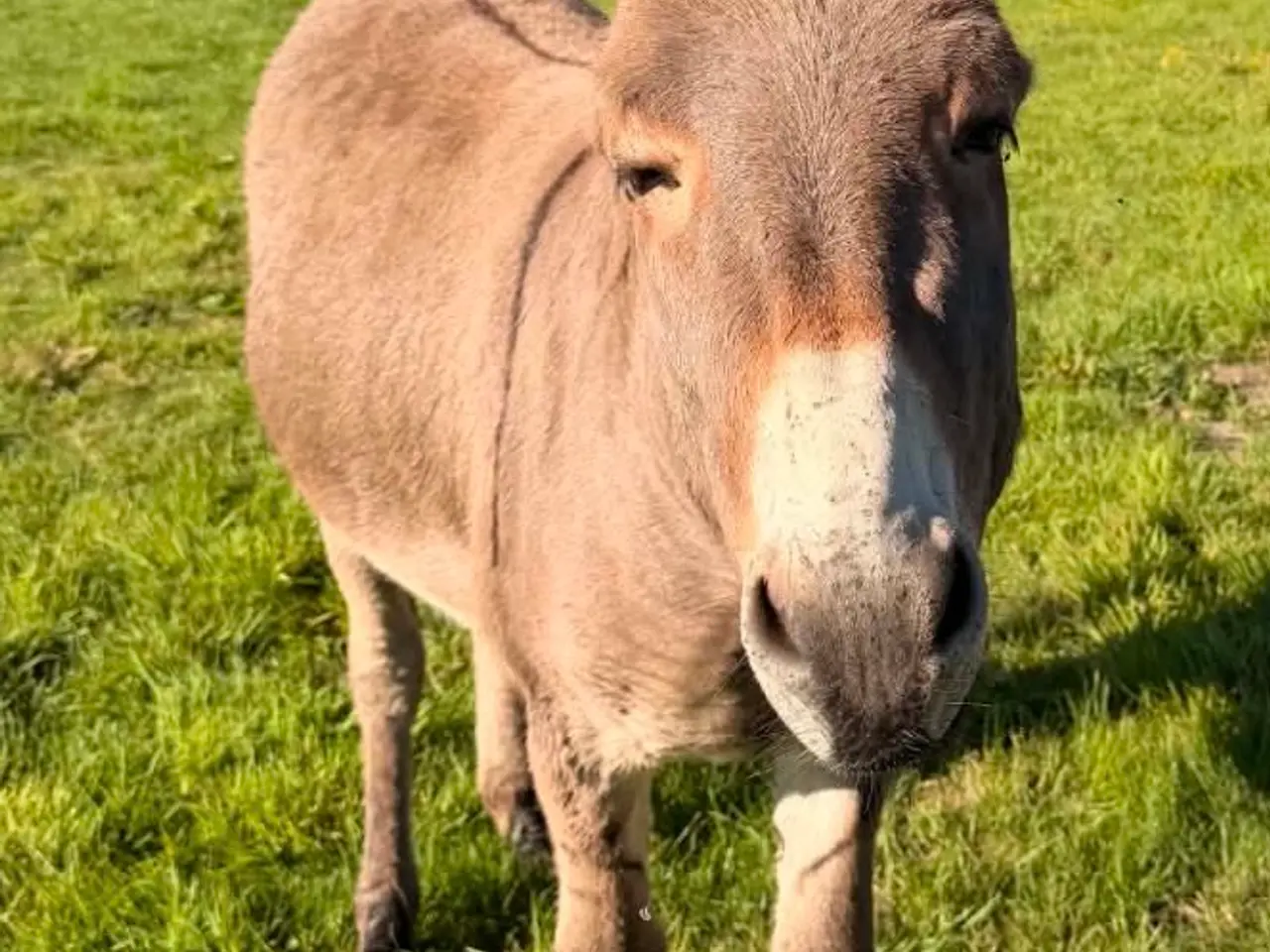 Billede 4 - Æsel hingst