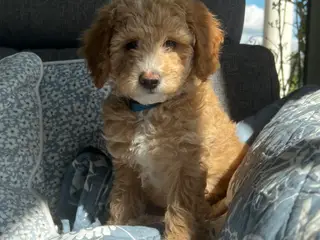 Maltipoo hvalpe - 2