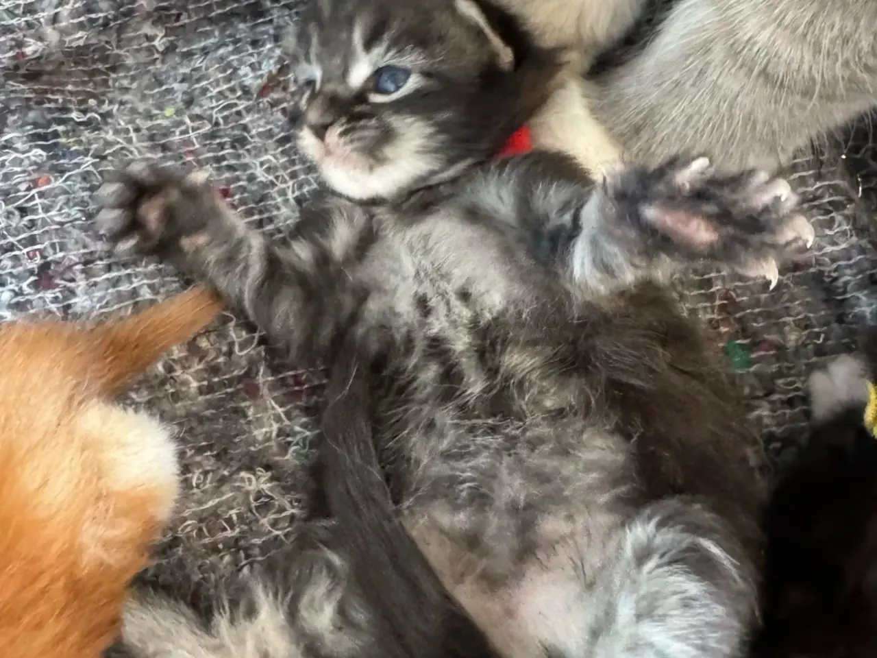 Billede 8 - Maine Coon killing