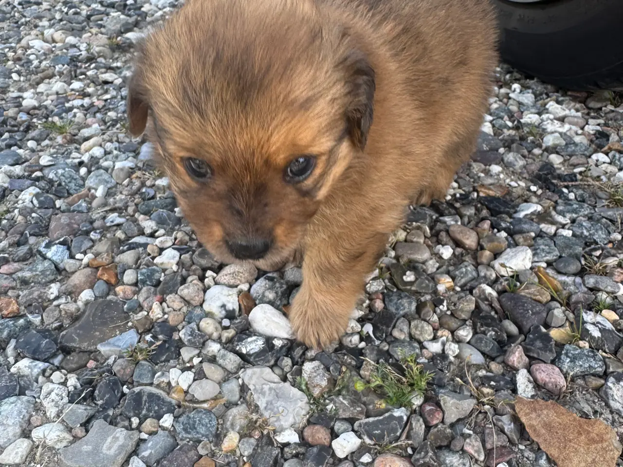 Billede 2 - Skønne små grav/pomeranian hvalpe