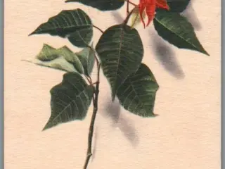 Illa - Stender Eneret - Serie 695 - Postkort - Brugt
