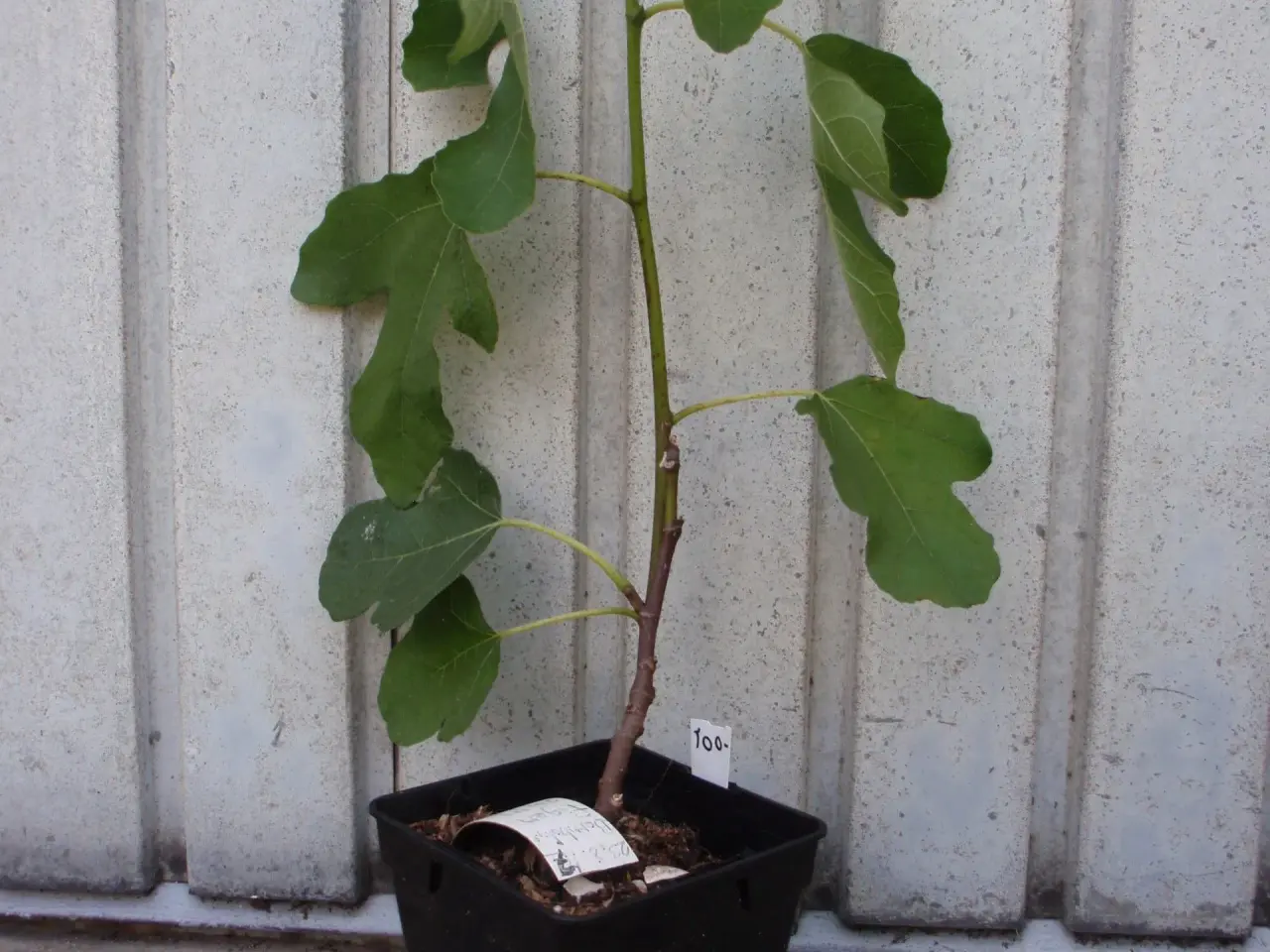 Billede 1 - Figenplante.