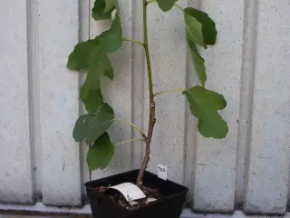 Figenplante.