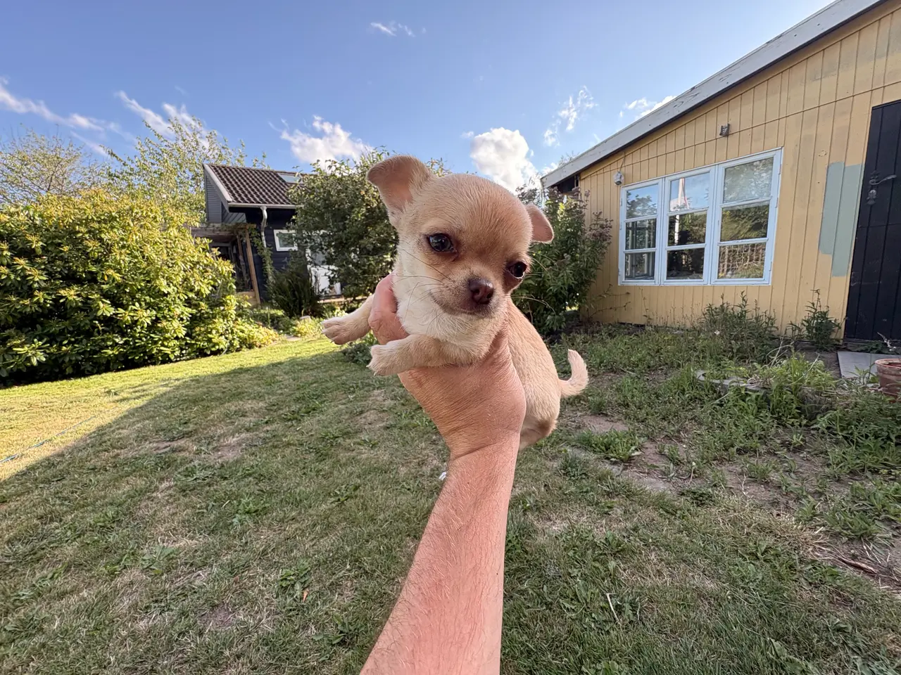 Billede 3 - Korthåret Chihuahua